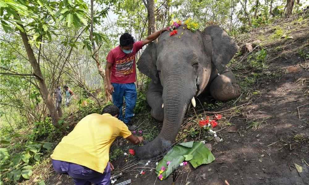 Ασιατικοί ελέφαντες βρέθηκαν νεκροί στο ανατολικό ινδικό κρατίδιο Άσαμ
